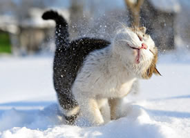 雪地里开心玩耍的猫咪