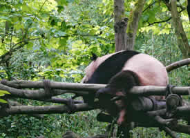 动物园里憨态可掬不怕生人的熊猫图片