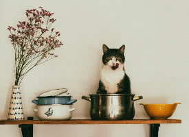 一组趣味意境的猫咪摄影图片