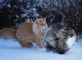 在雪地里飛馳的西伯利亞森林貓圖片