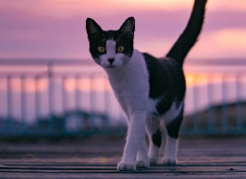 夕阳下的气质喵喵