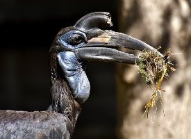 長相奇特的犀鳥圖片