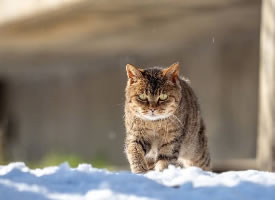 一组雪地里的猫咪图片