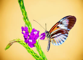 感受人间美好的漂亮花蝴蝶图片