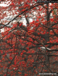 Photoshop教程:大树红花照片处理